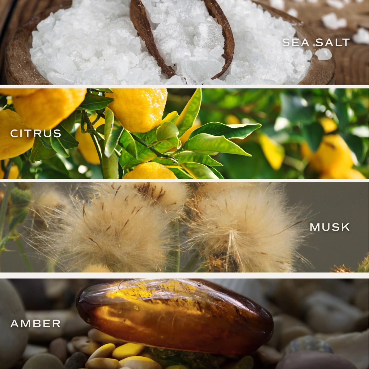 Collage of sea salt, citrus fruits, musk plant, and amber with labels for each.